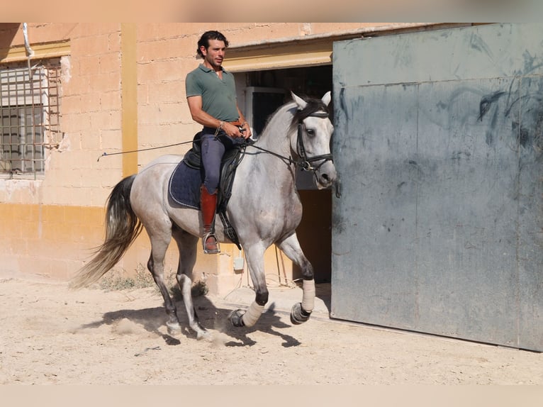Andaluso Castrone 8 Anni 157 cm Grigio rossastro in München