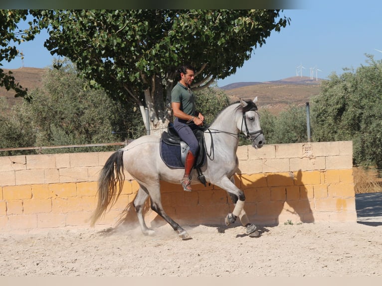 Andaluso Castrone 8 Anni 157 cm Grigio rossastro in München