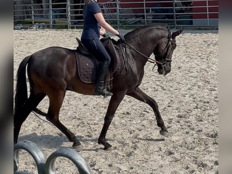 Andaluso Castrone 8 Anni 158 cm Morello in Geiselwind