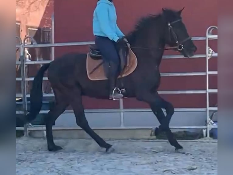 Andaluso Castrone 8 Anni 158 cm Morello in Geiselwind