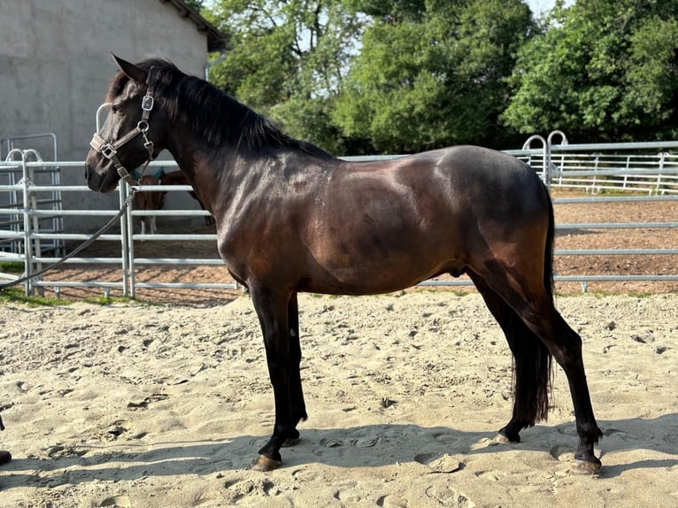 Andaluso Castrone 8 Anni 158 cm Morello in Geiselwind