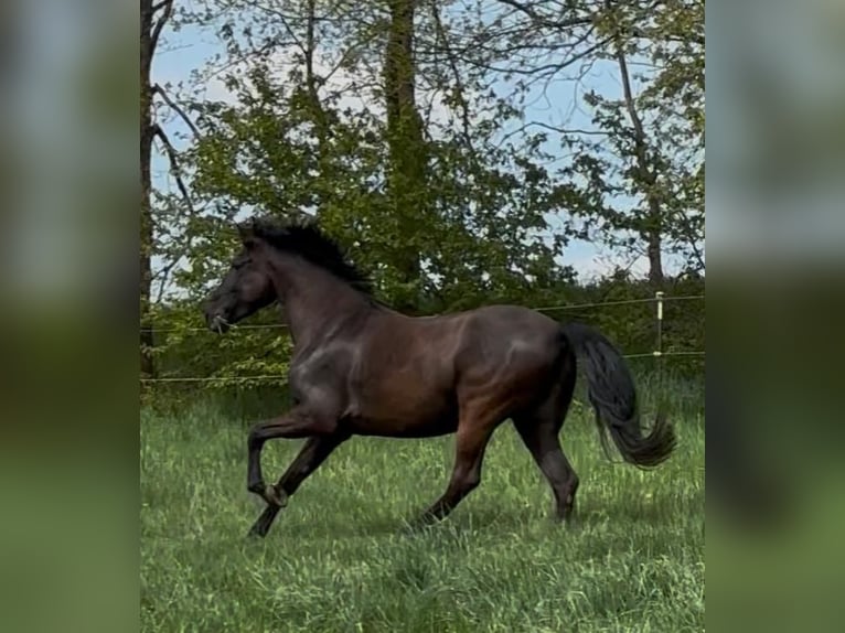 Andaluso Castrone 8 Anni 158 cm Morello in Geiselwind