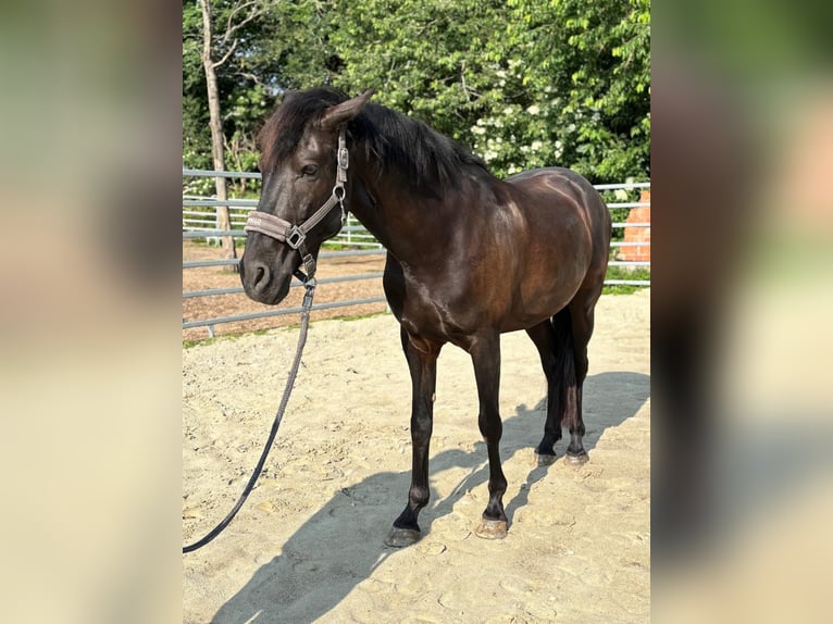 Andaluso Castrone 8 Anni 158 cm Morello in Geiselwind