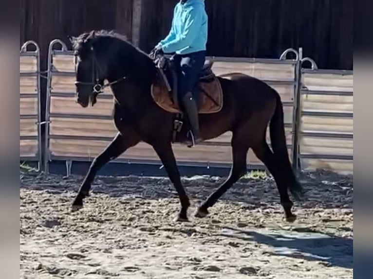 Andaluso Castrone 8 Anni 158 cm Morello in Geiselwind