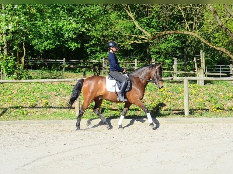 Andaluso Castrone 8 Anni 159 cm Baio in Wellheim