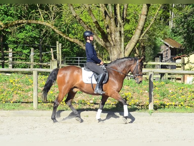Andaluso Castrone 8 Anni 159 cm Baio in Wellheim