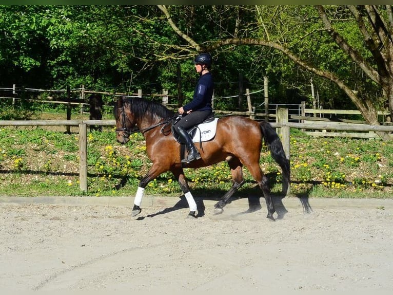 Andaluso Castrone 8 Anni 159 cm Baio in Wellheim
