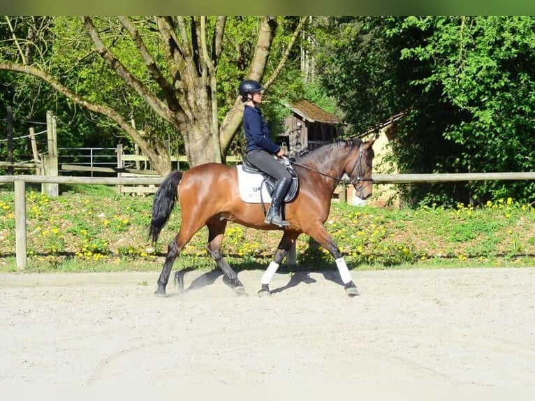 Andaluso Castrone 8 Anni 159 cm Baio in Wellheim