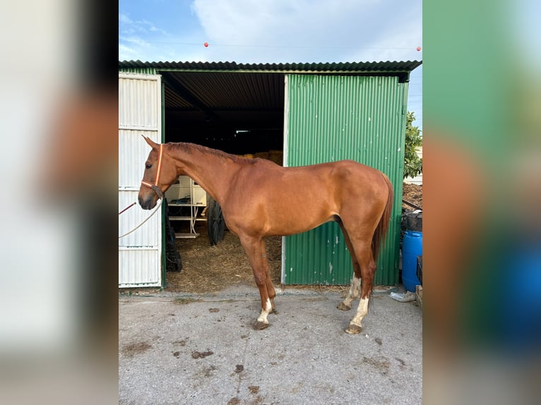 Andaluso Castrone 8 Anni 160 cm Sauro in Vejer de la Frontera
