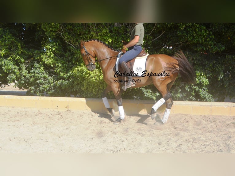 Andaluso Castrone 8 Anni 161 cm Baio in Vejer de la Frontera