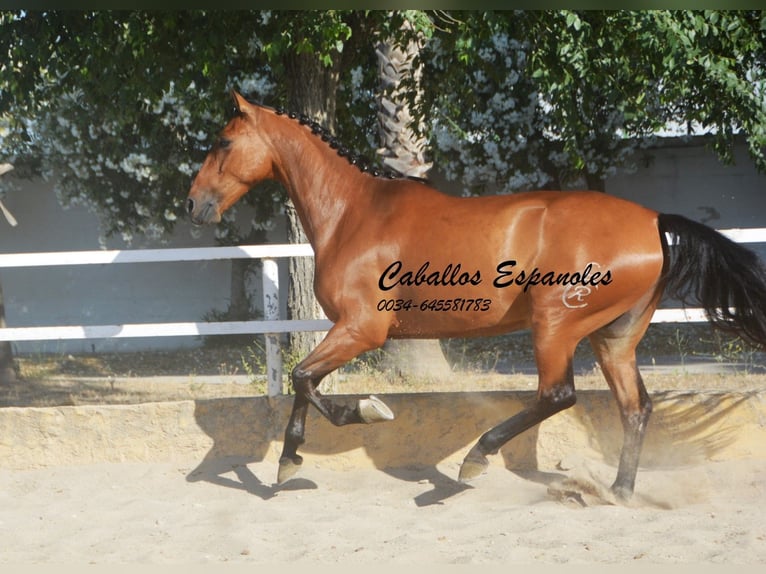 Andaluso Castrone 8 Anni 161 cm Baio in Vejer de la Frontera