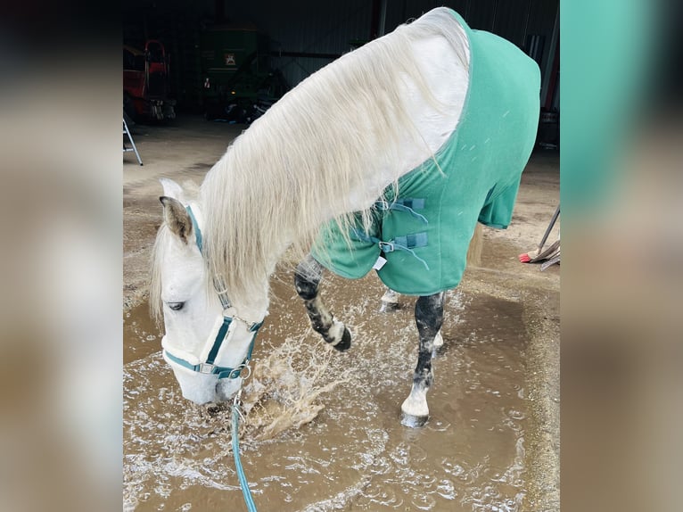 Andaluso Castrone 8 Anni 162 cm Grigio pezzato in Velpke