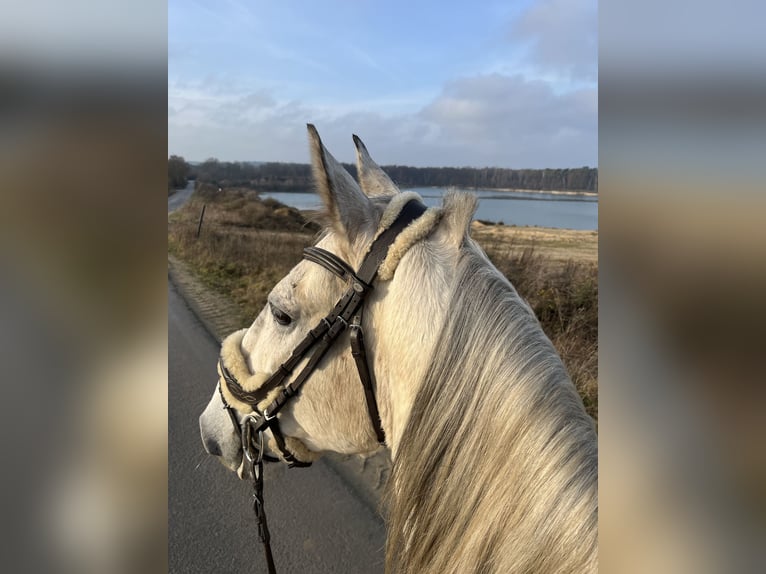 Andaluso Castrone 8 Anni 162 cm Grigio pezzato in Velpke