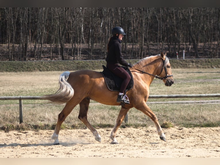Andaluso Mix Castrone 8 Anni 162 cm Palomino in Santok