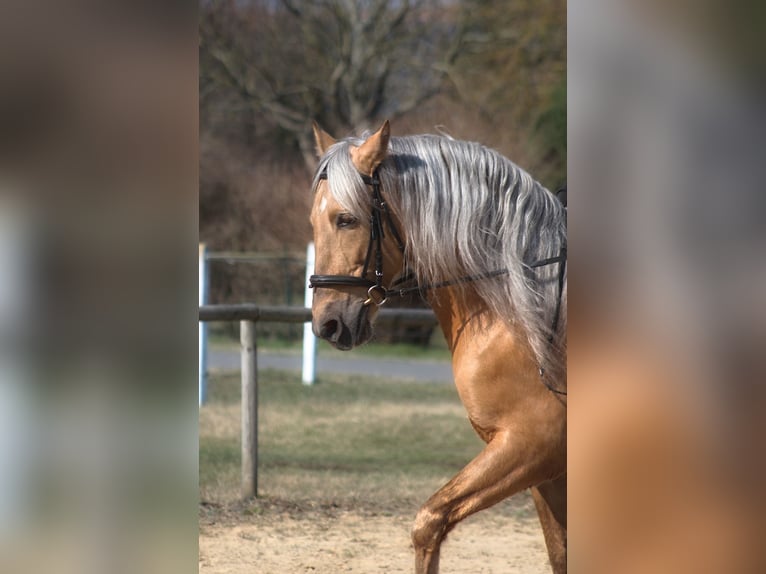 Andaluso Mix Castrone 8 Anni 162 cm Palomino in Santok