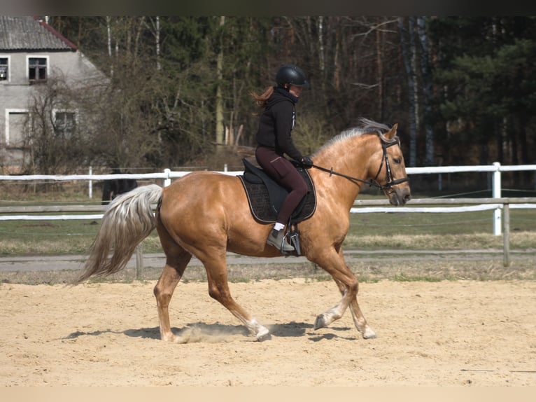 Andaluso Mix Castrone 8 Anni 162 cm Palomino in Santok