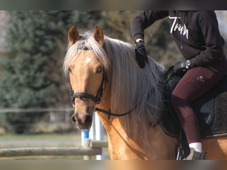 Andaluso Mix Castrone 8 Anni 162 cm Palomino in Santok