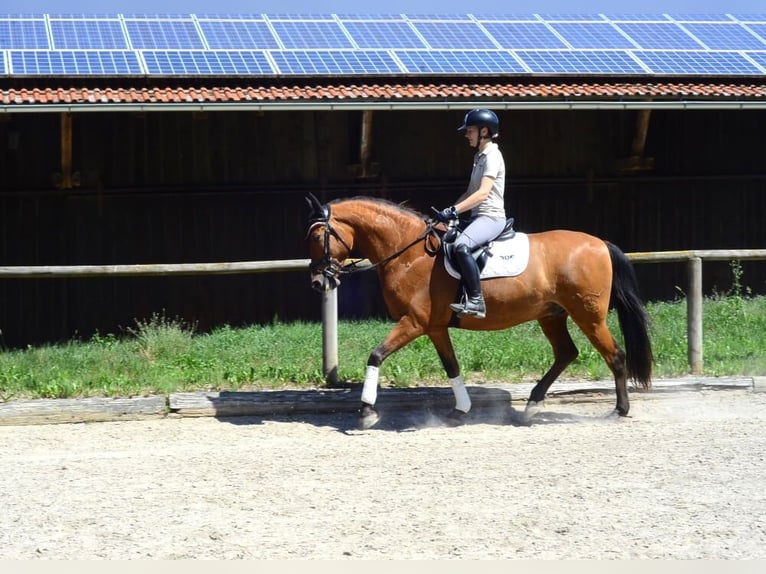 Andaluso Castrone 8 Anni 163 cm Baio in Wellheim