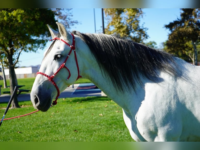 Andaluso Castrone 8 Anni 163 cm Bianco in Corona, CA