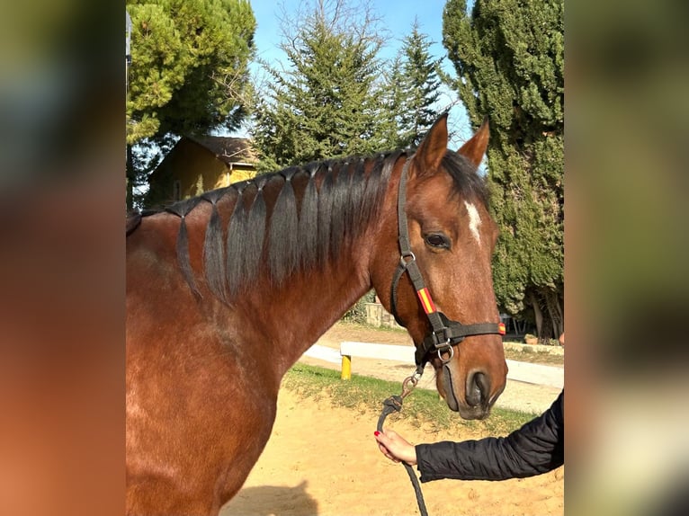 Andaluso Castrone 8 Anni 165 cm Baio in BEAUCAIRE