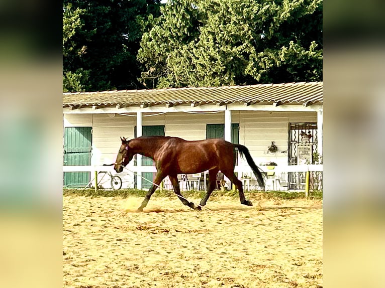 Andaluso Castrone 8 Anni 165 cm Baio in BEAUCAIRE