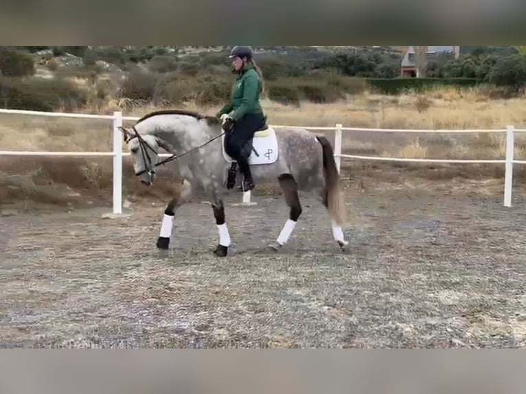 Andaluso Castrone 8 Anni 165 cm Grigio pezzato in Ermelo