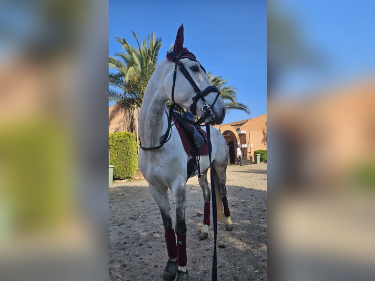Andaluso Mix Castrone 8 Anni 167 cm Grigio trotinato in Griñon