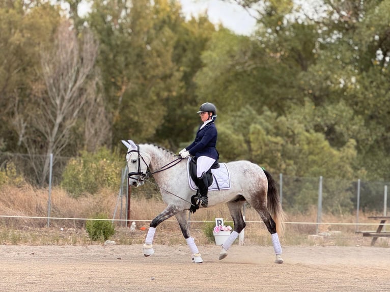 Andaluso Mix Castrone 8 Anni 167 cm Grigio trotinato in Griñon