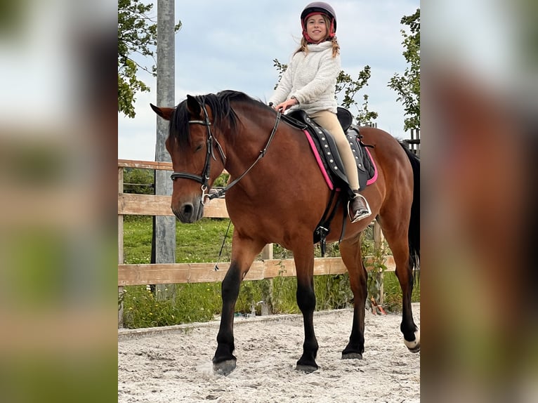 Andaluso Castrone 9 Anni 150 cm Baio in Aachen