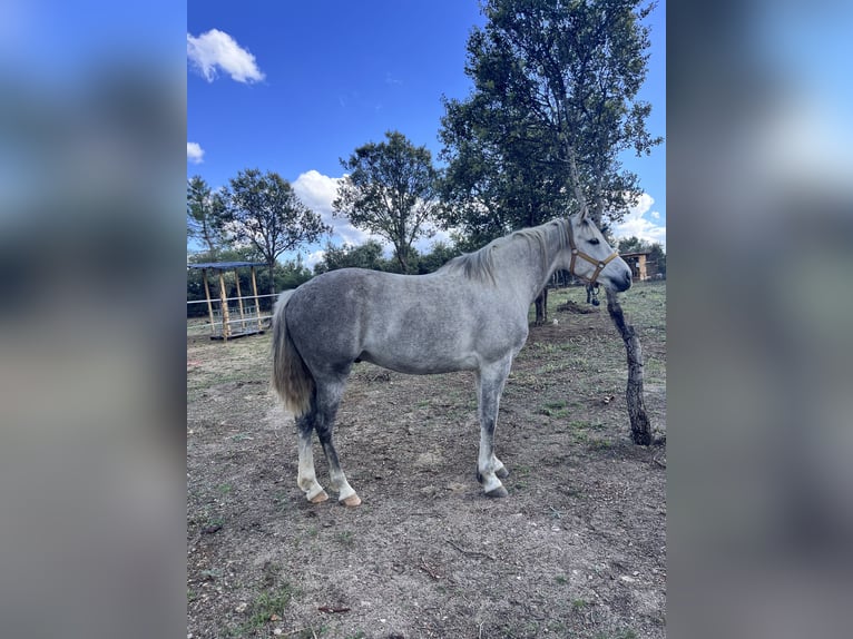 Andaluso Mix Castrone 9 Anni 150 cm Grigio in Lastras Del Pozo