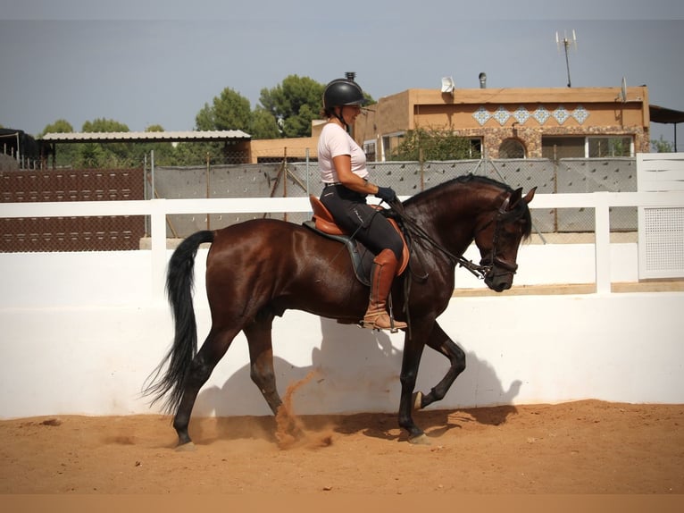 Andaluso Castrone 9 Anni 158 cm Baio in Valencia
