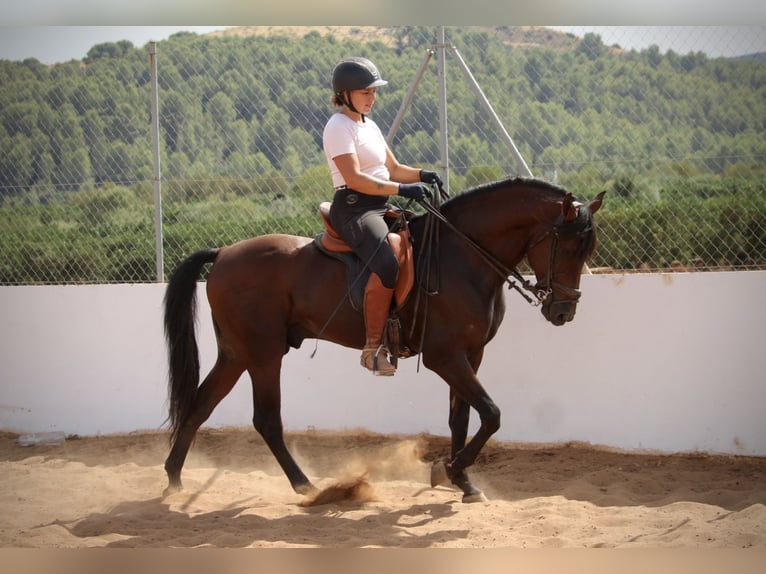 Andaluso Castrone 9 Anni 158 cm Baio in Valencia