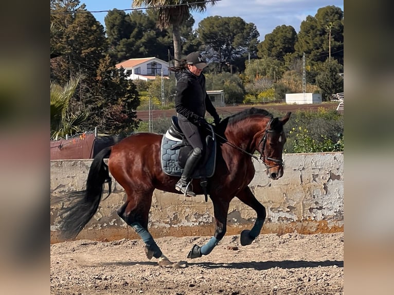 Andaluso Castrone 9 Anni 160 cm Baio scuro in Martfeld