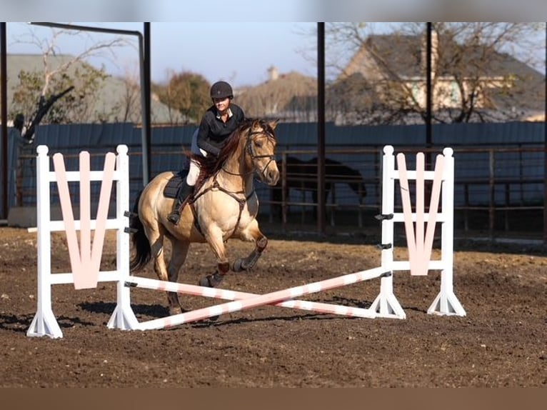 Andaluso Castrone 9 Anni 160 cm Pelle di daino in Forney
