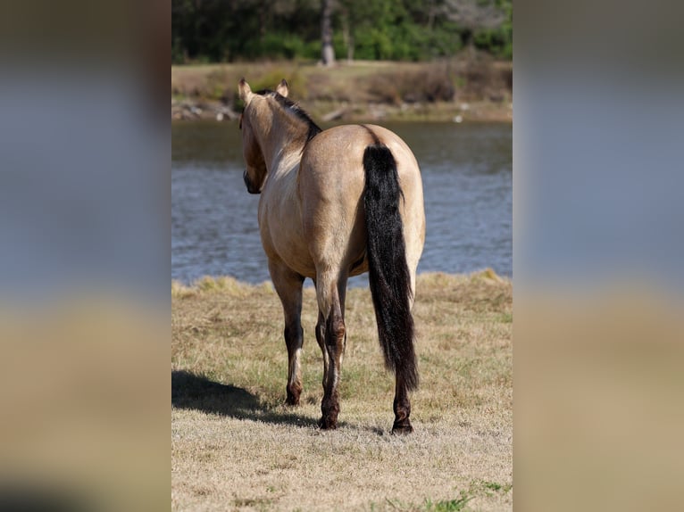 Andaluso Castrone 9 Anni 160 cm Pelle di daino in Forney