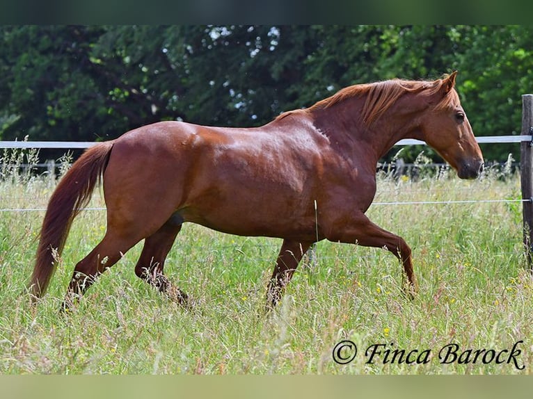 Andaluso Castrone 9 Anni 160 cm Sauro in Wiebelsheim