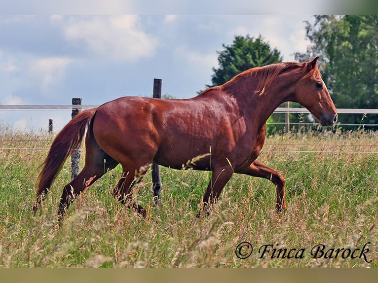 Andaluso Castrone 9 Anni 160 cm Sauro in Wiebelsheim