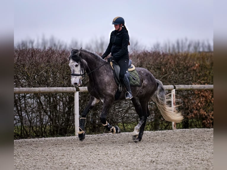 Andaluso Castrone 9 Anni 162 cm Grigio ferro in Neustadt (Wied)