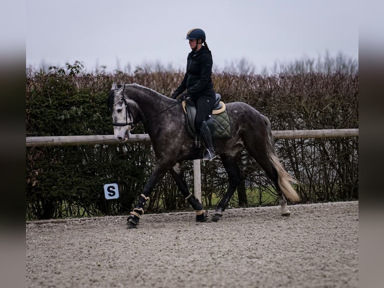 Andaluso Castrone 9 Anni 162 cm Grigio ferro in Neustadt (Wied)