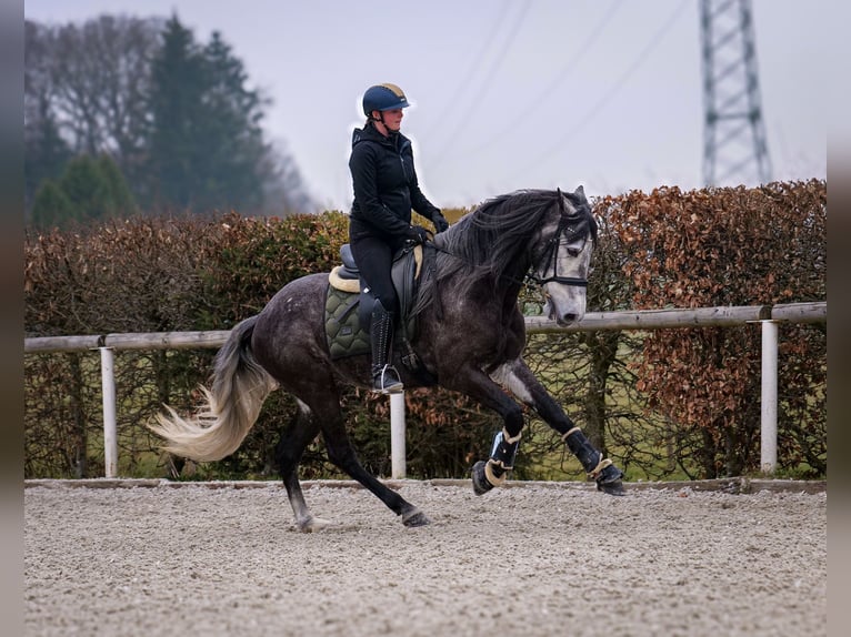 Andaluso Castrone 9 Anni 162 cm Grigio ferro in Neustadt (Wied)