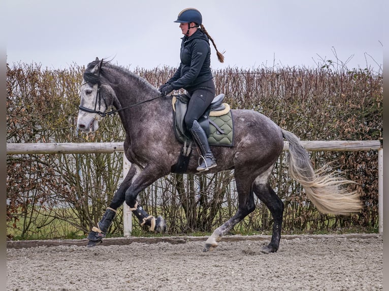 Andaluso Castrone 9 Anni 162 cm Grigio ferro in Neustadt (Wied)