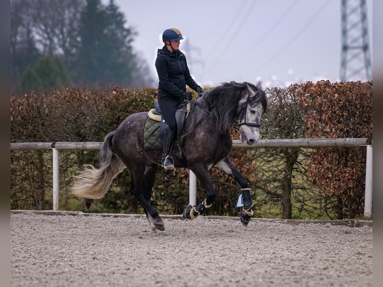 Andaluso Castrone 9 Anni 162 cm Grigio ferro in Neustadt (Wied)