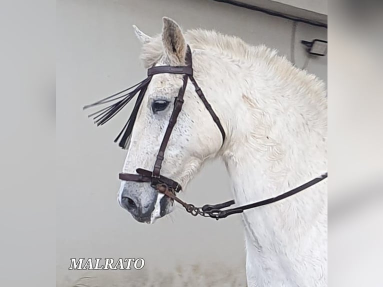 Andaluso Castrone 9 Anni 163 cm Grigio in Chiclana de la Frontera