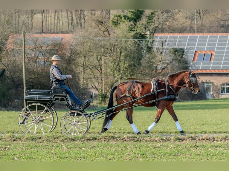 Andaluso Castrone 9 Anni 165 cm Baio in Wülfrath