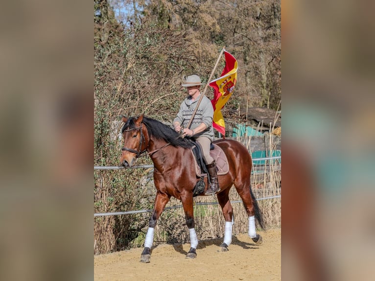 Andaluso Castrone 9 Anni 165 cm Baio in Wülfrath