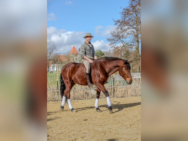 Andaluso Castrone 9 Anni 165 cm Baio in Wülfrath