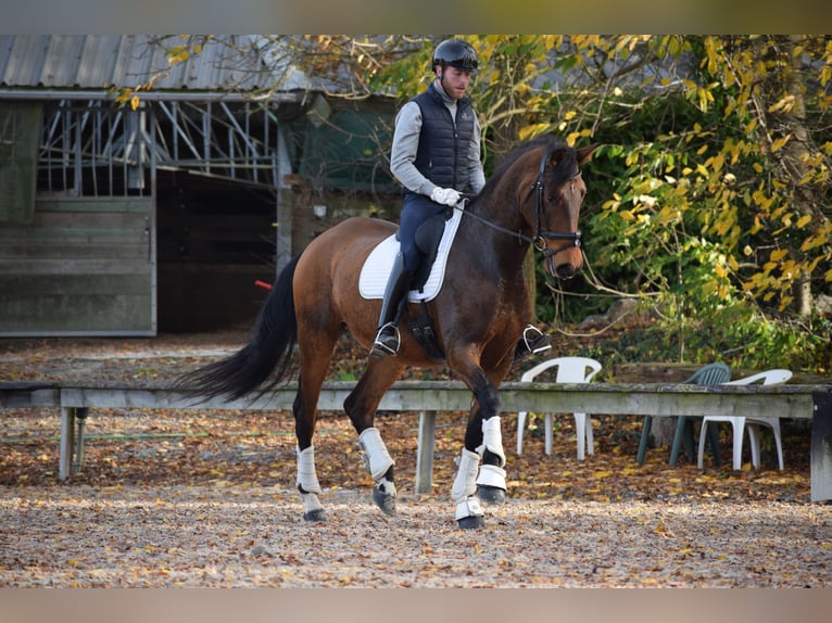 Andaluso Castrone 9 Anni 173 cm Baio in Huy