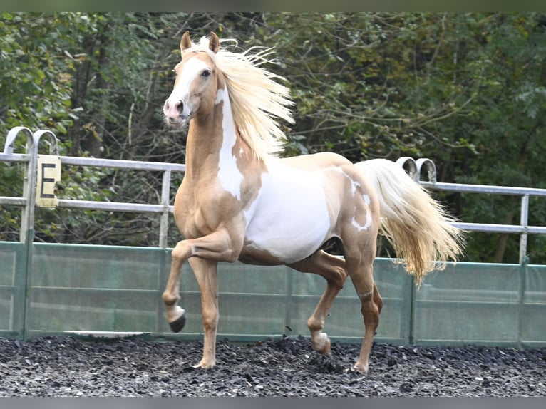 Andaluso Castrone 9 Anni in Küssaberg