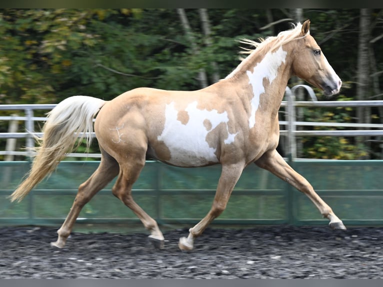 Andaluso Castrone 9 Anni in Küssaberg