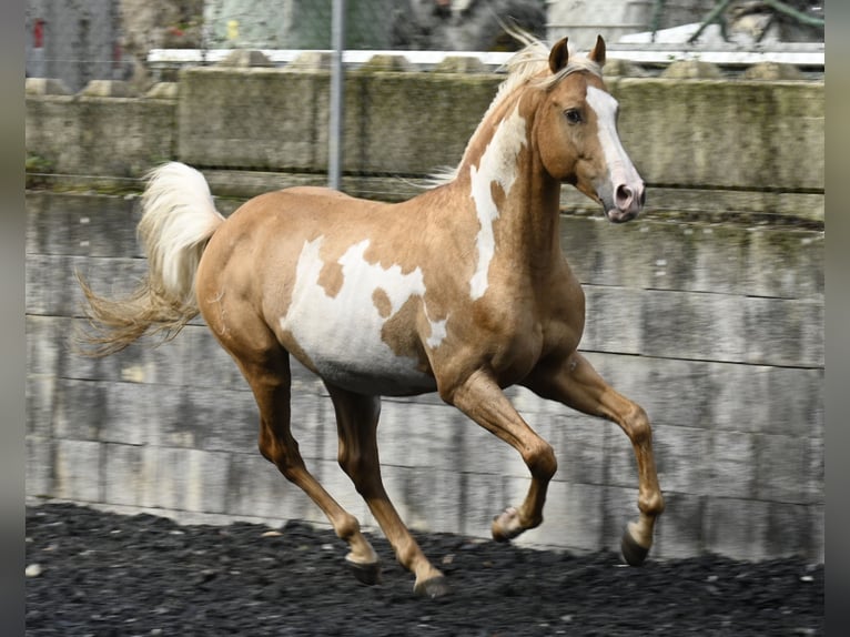 Andaluso Castrone 9 Anni in Küssaberg